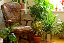 living-room-plants